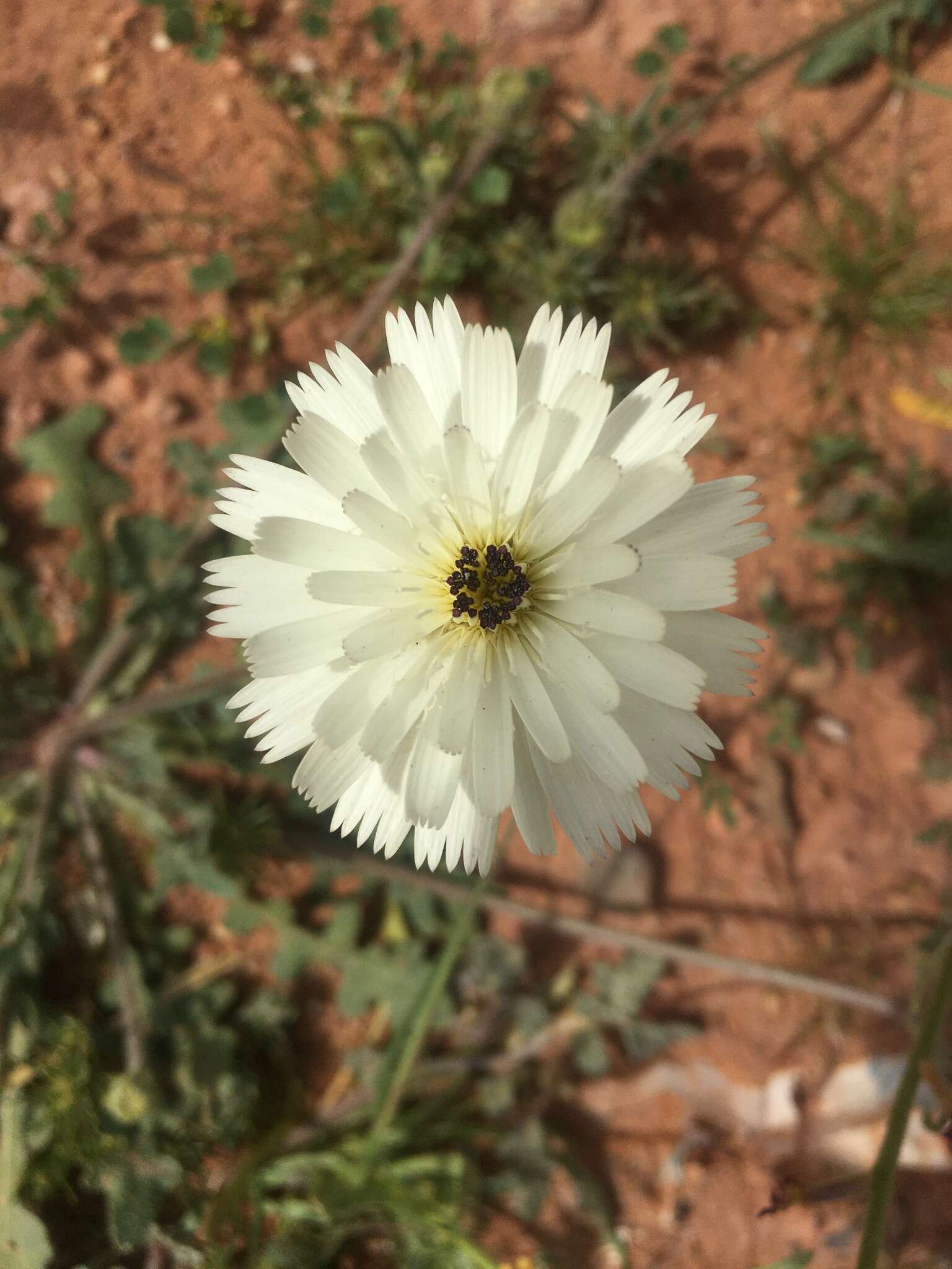 Image of Picris asplenioides L.