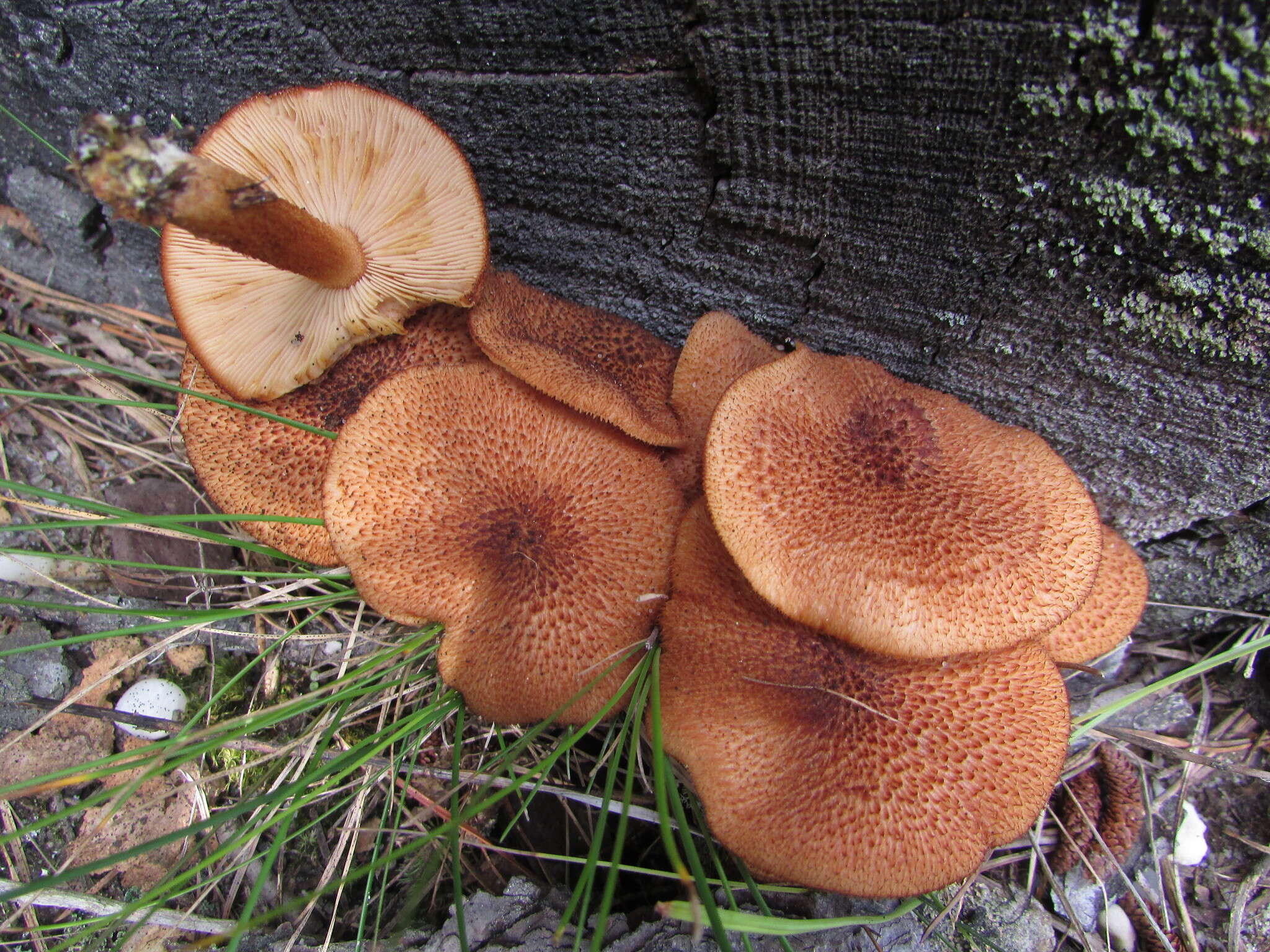 Plancia ëd Tricholomopsis formosa (Murrill) Singer 1951