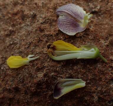 Imagem de Rhynchosia galpinii Baker fil.