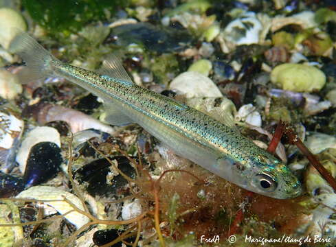 Image of Big-scale Sand Smelt