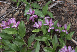 Image of California milkwort