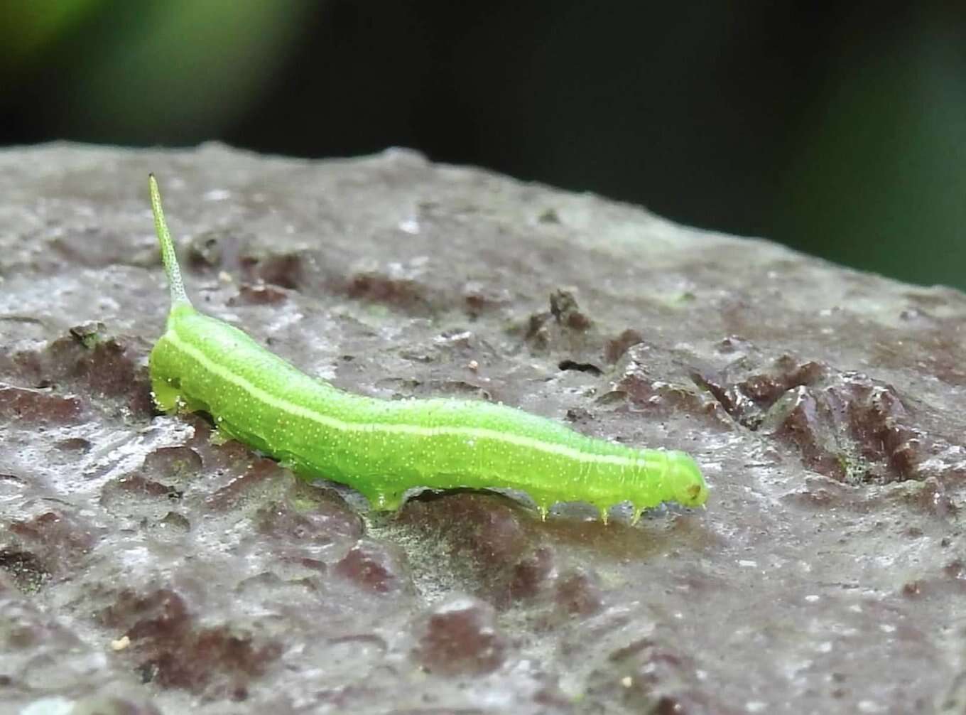 Image of Maile pilau hornworm