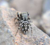 Image of Habronattus cambridgei Bryant 1948