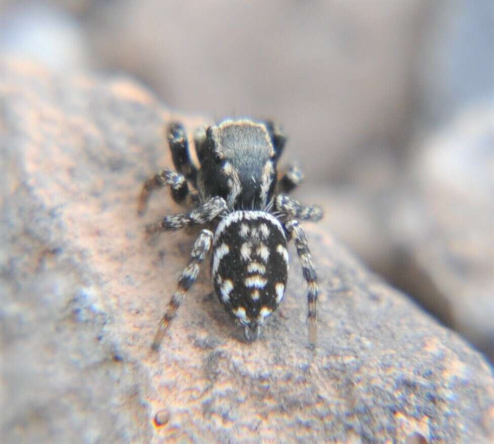 Image of Habronattus cambridgei Bryant 1948