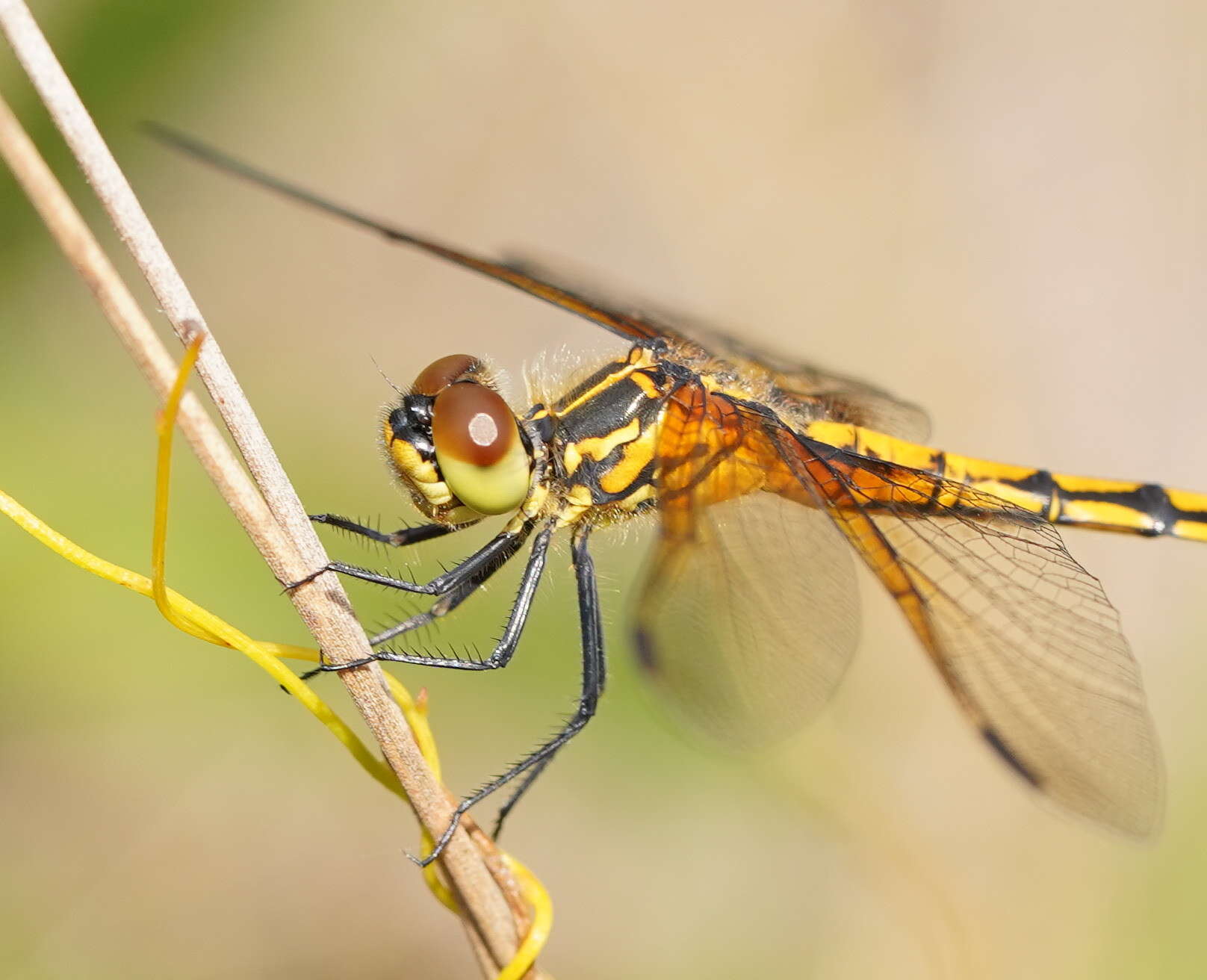 Austrothemis Ris 1909 resmi