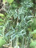 Image of hoary ragwort