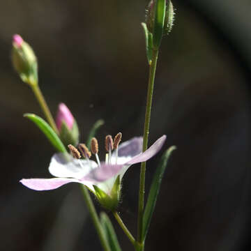 Image of Marin dwarf-flax