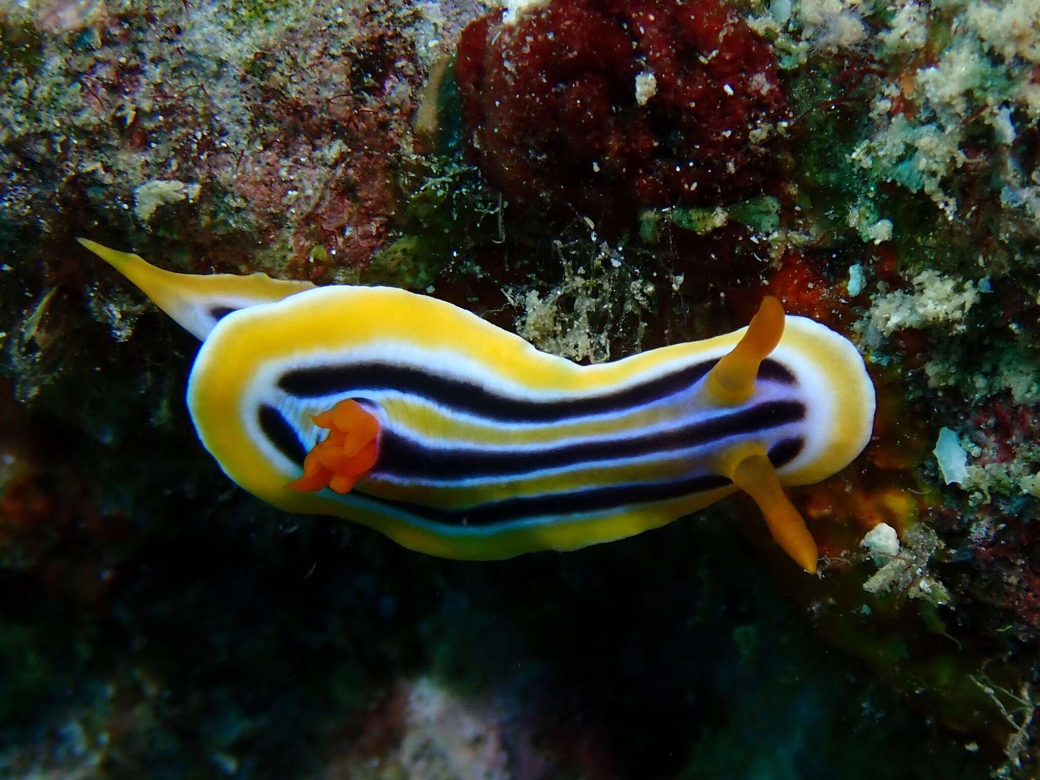 Image of Chromodoris colemani Rudman 1982