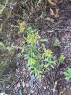 Image of <i>Sedum selskianum</i> Regel & Maak