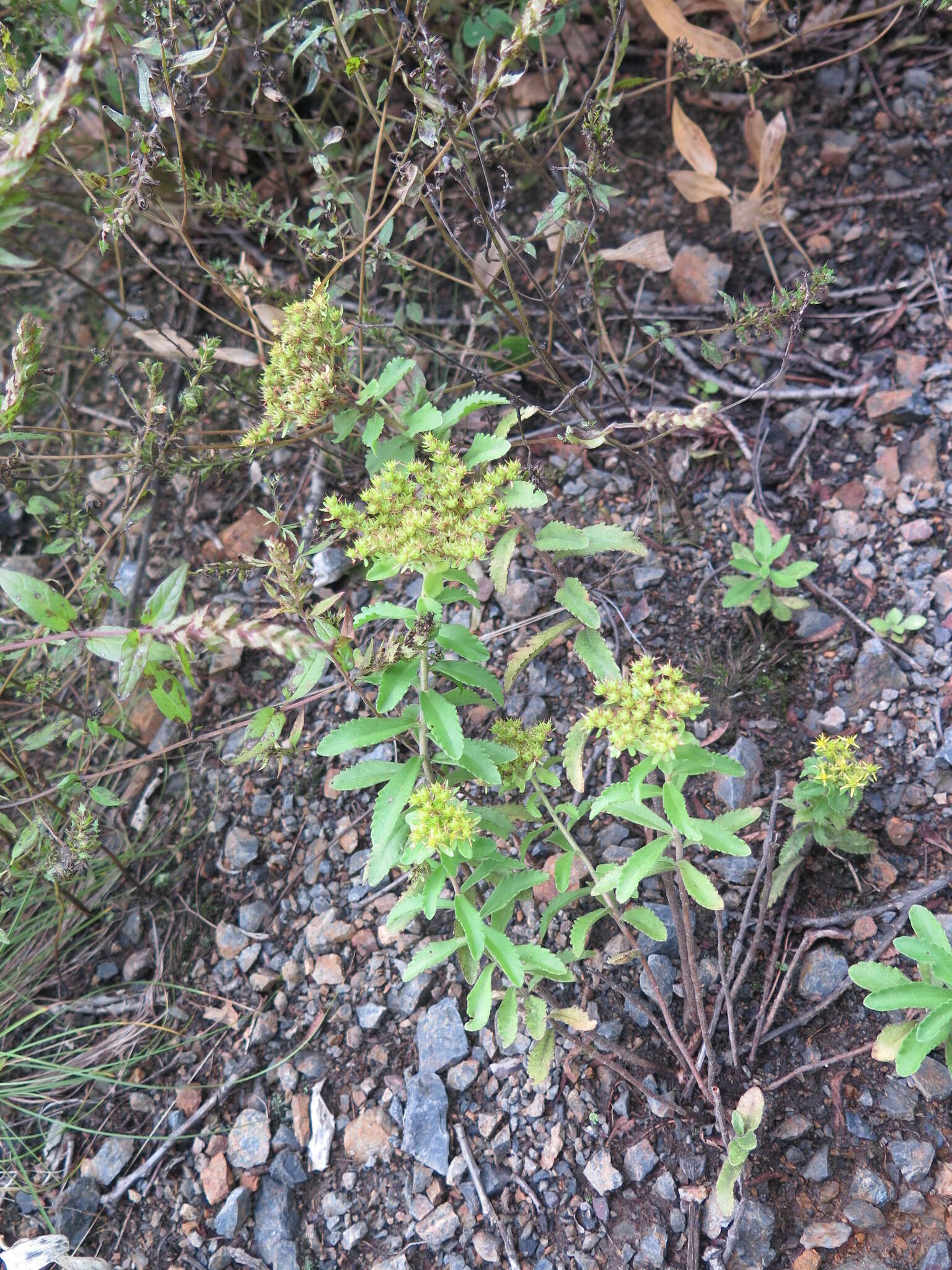 Image of <i>Sedum selskianum</i> Regel & Maak