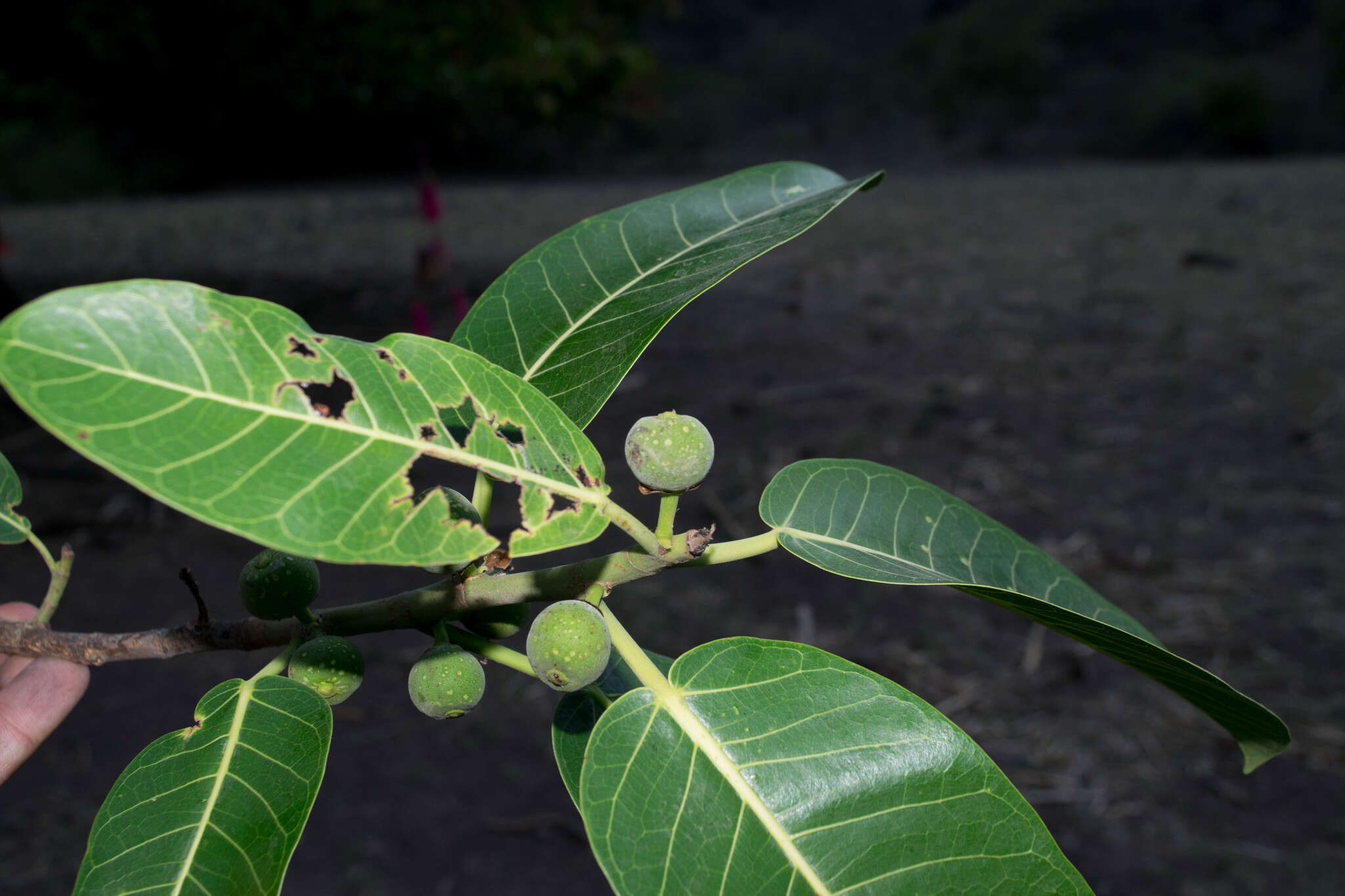 Ficus crocata (Miq.) Mart. ex Miq.的圖片