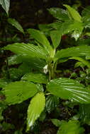 Imagem de Boesenbergia tiliifolia (Baker) Kuntze