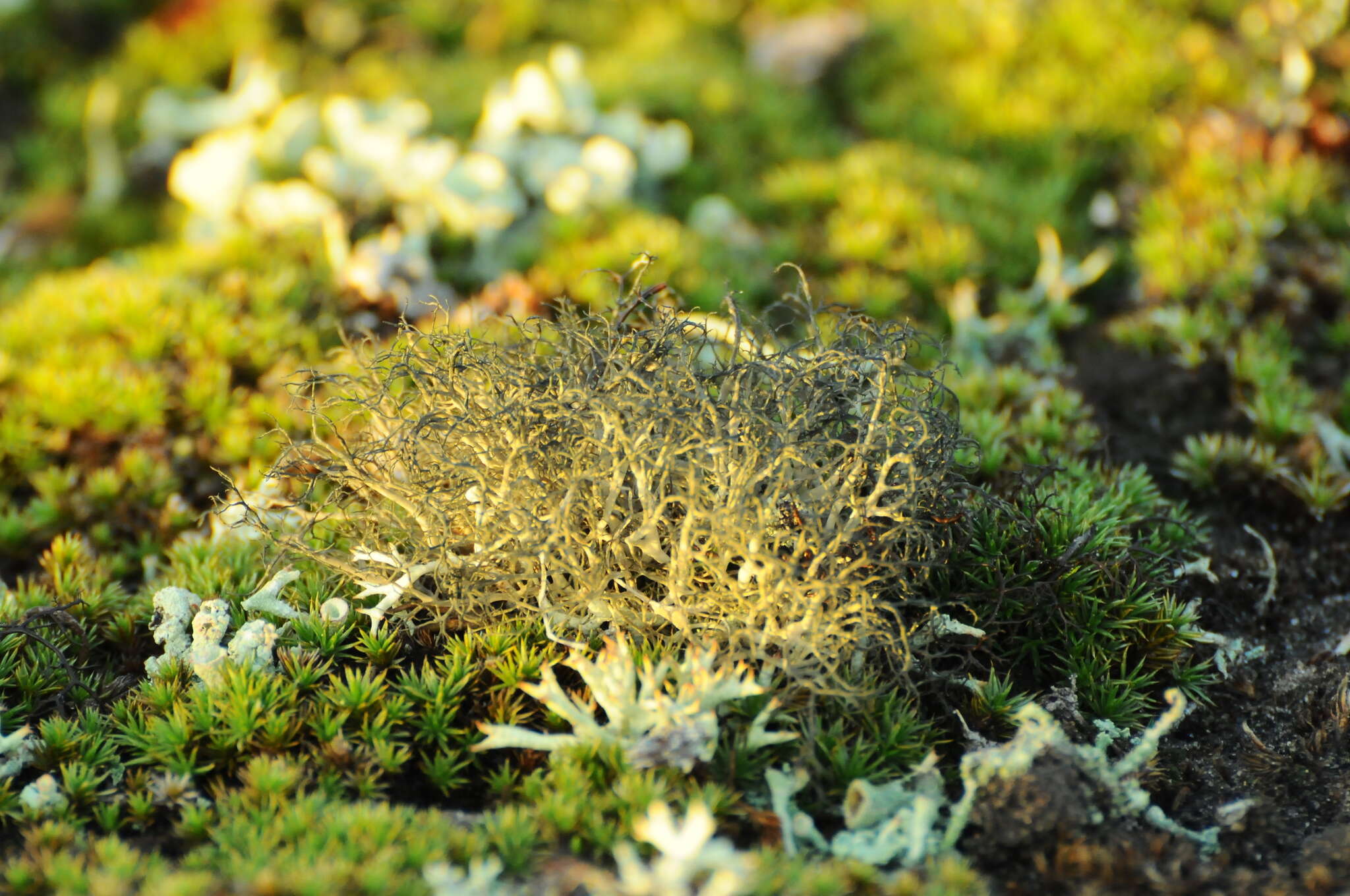 Image of witch's hair lichen