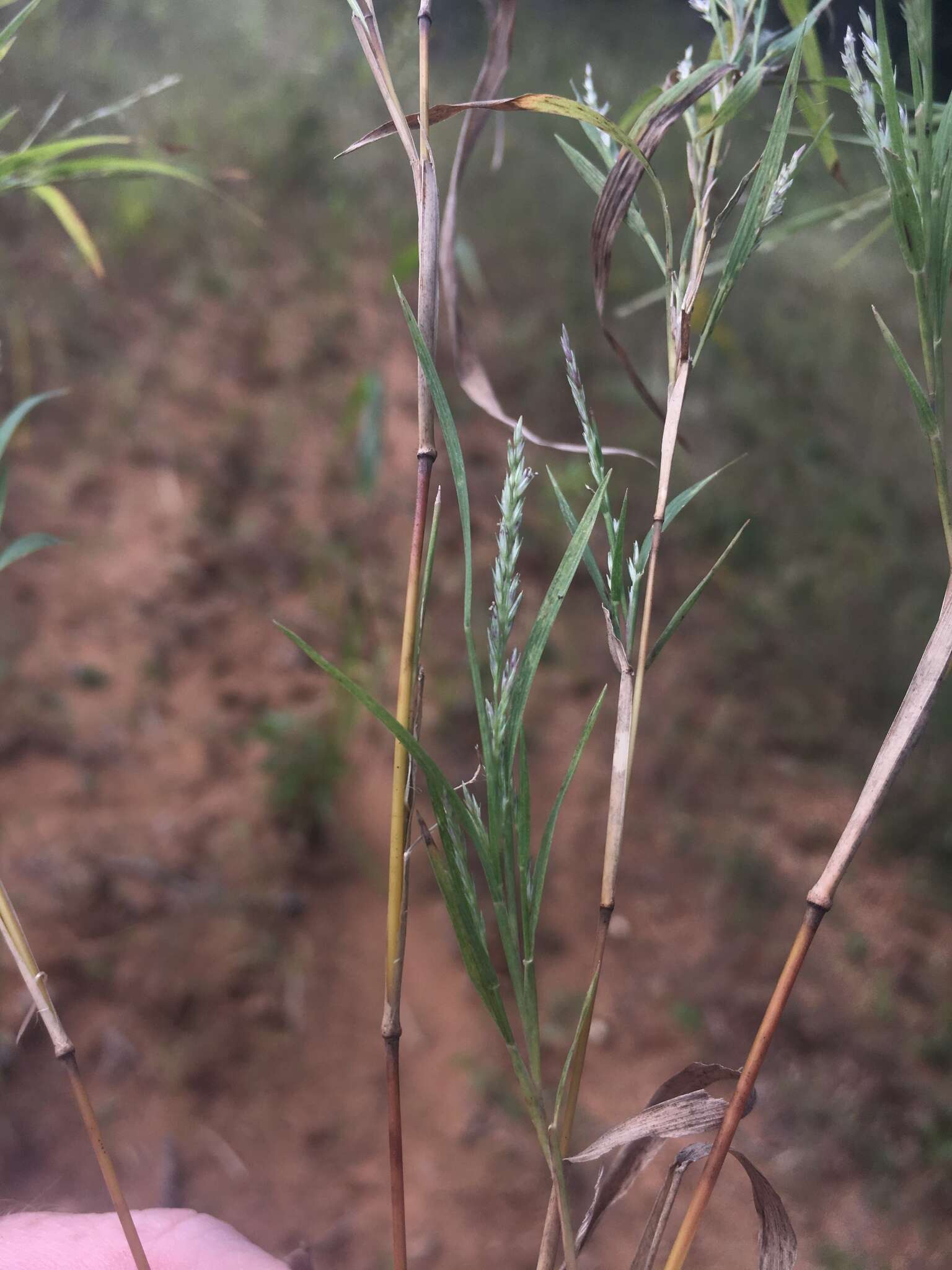 صورة Muhlenbergia glabrifloris Scribn.