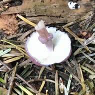 Image of Leucoagaricus roseilividus (Murrill) E. Ludw. 2012