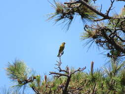 Image of Grey-capped Greenfinch