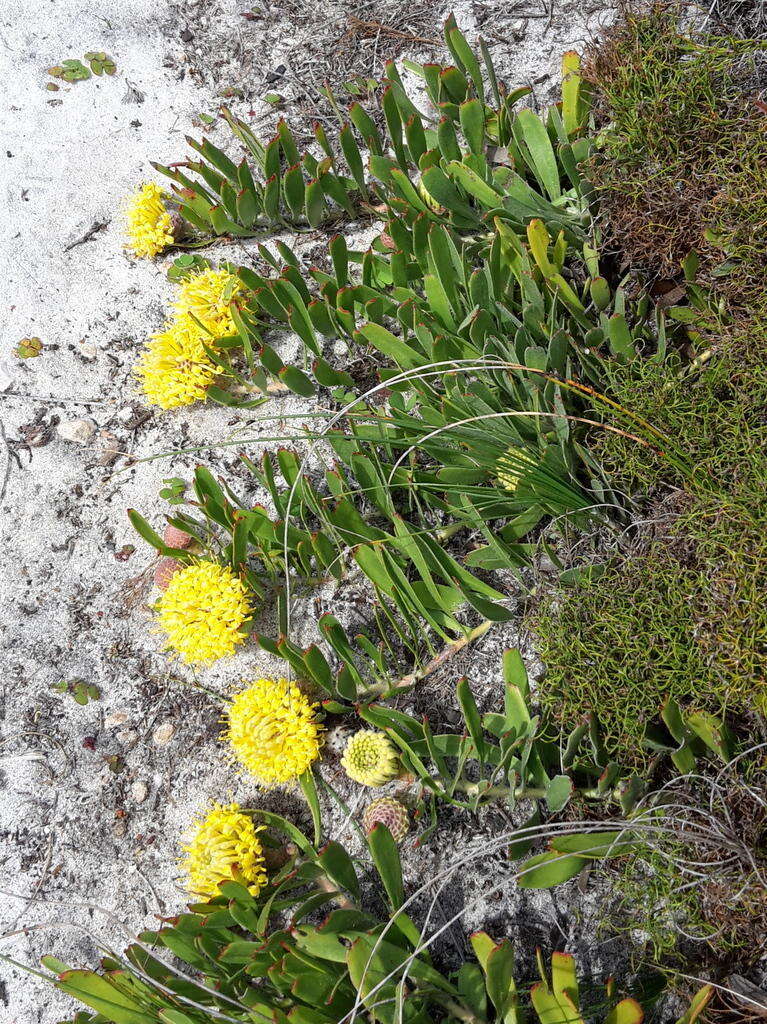 Image de Leucospermum hypophyllocarpodendron subsp. hypophyllocarpodendron