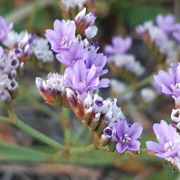 Imagem de Limonium binervosum (G. E. Sm.) Salmon