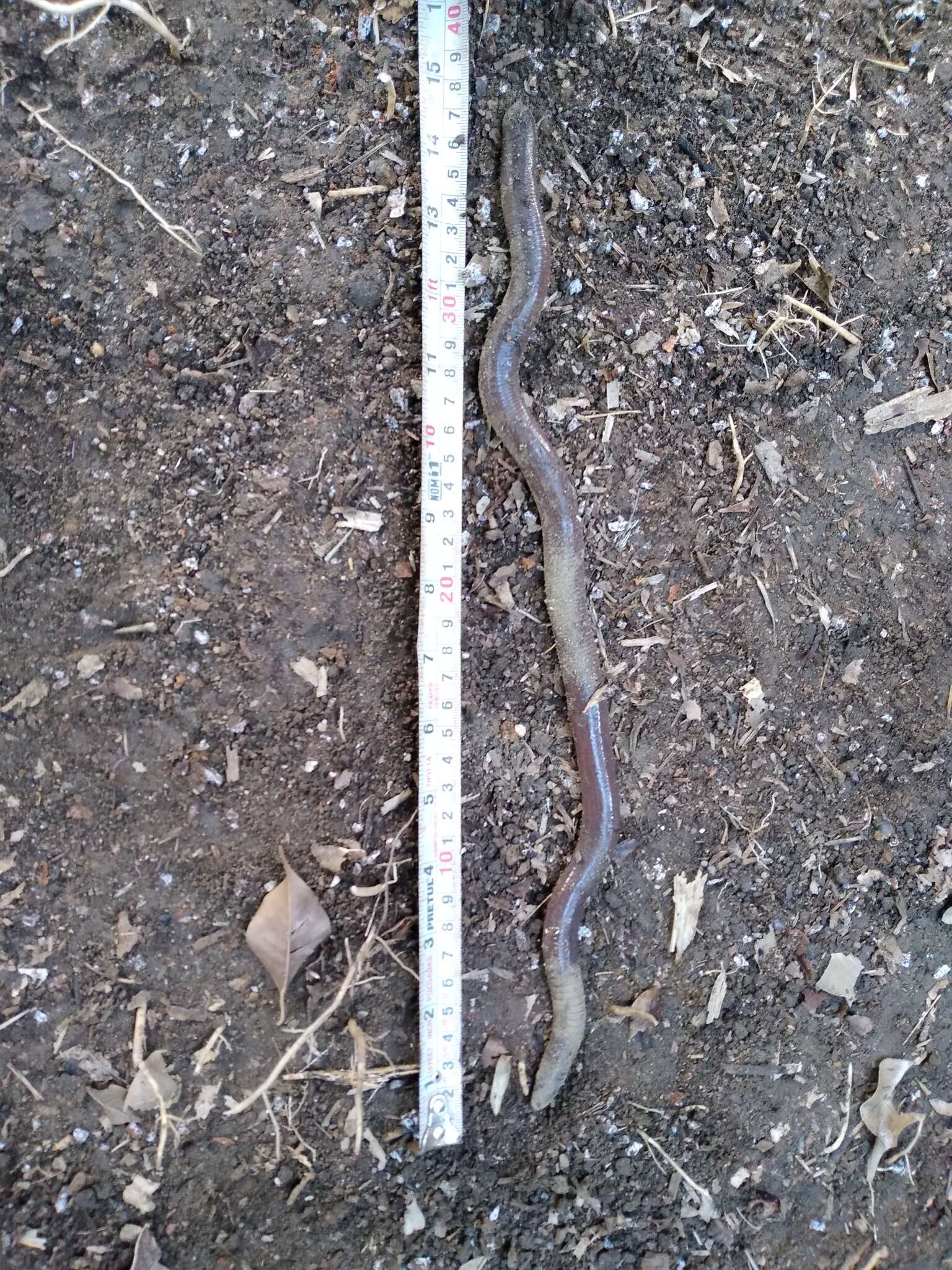 Image of Oaxacan Caecilian