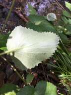 Image of spiked saxifrage