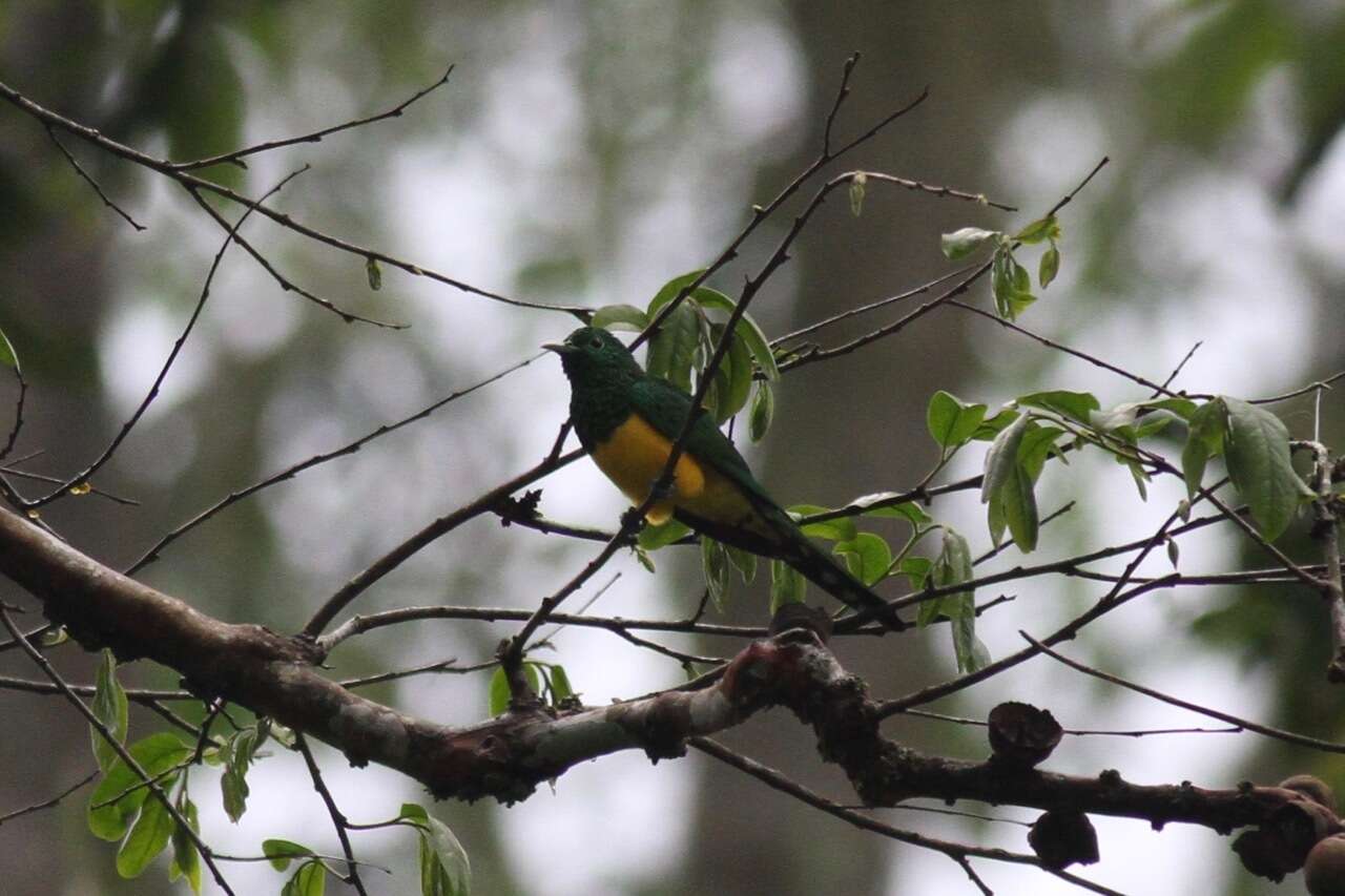 Image of African Emerald Cuckoo