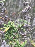 Image of Santa Rosa Island sage