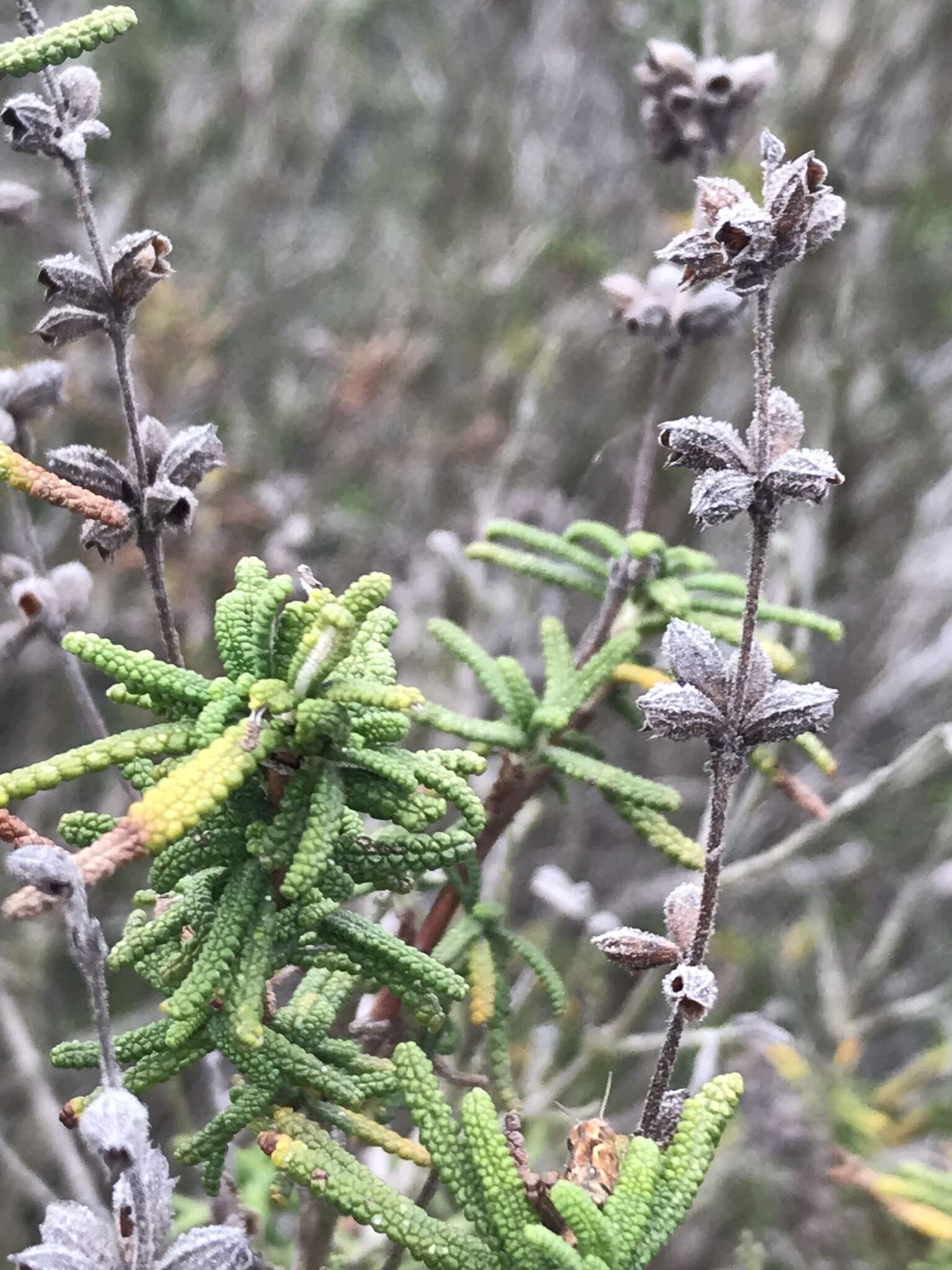 Imagem de Salvia brandegeei Munz