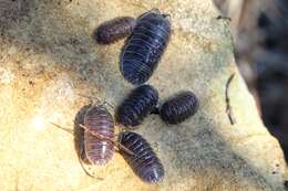 Image of Armadillidium pallasii Brandt 1833