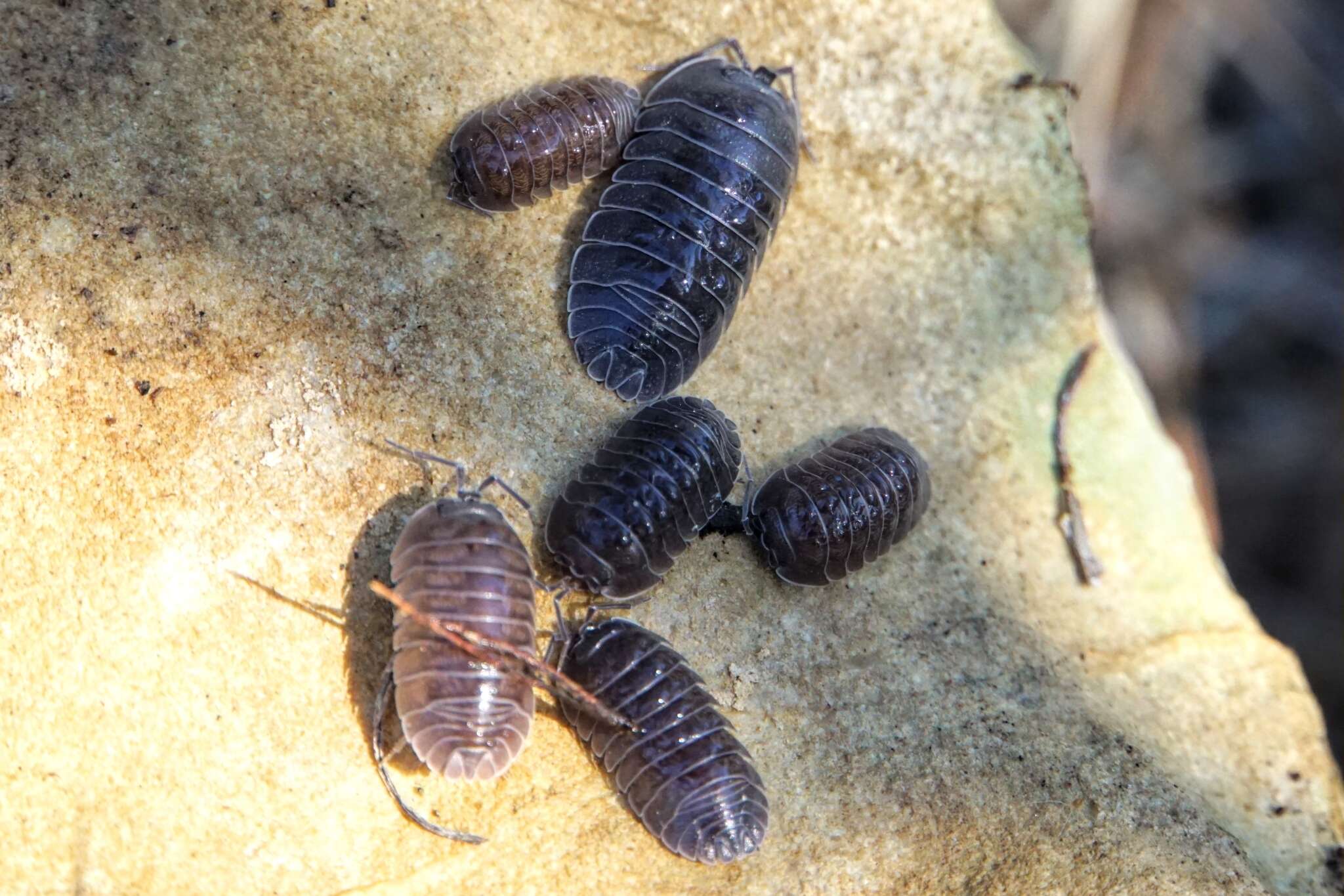 Image of Armadillidium pallasii Brandt 1833