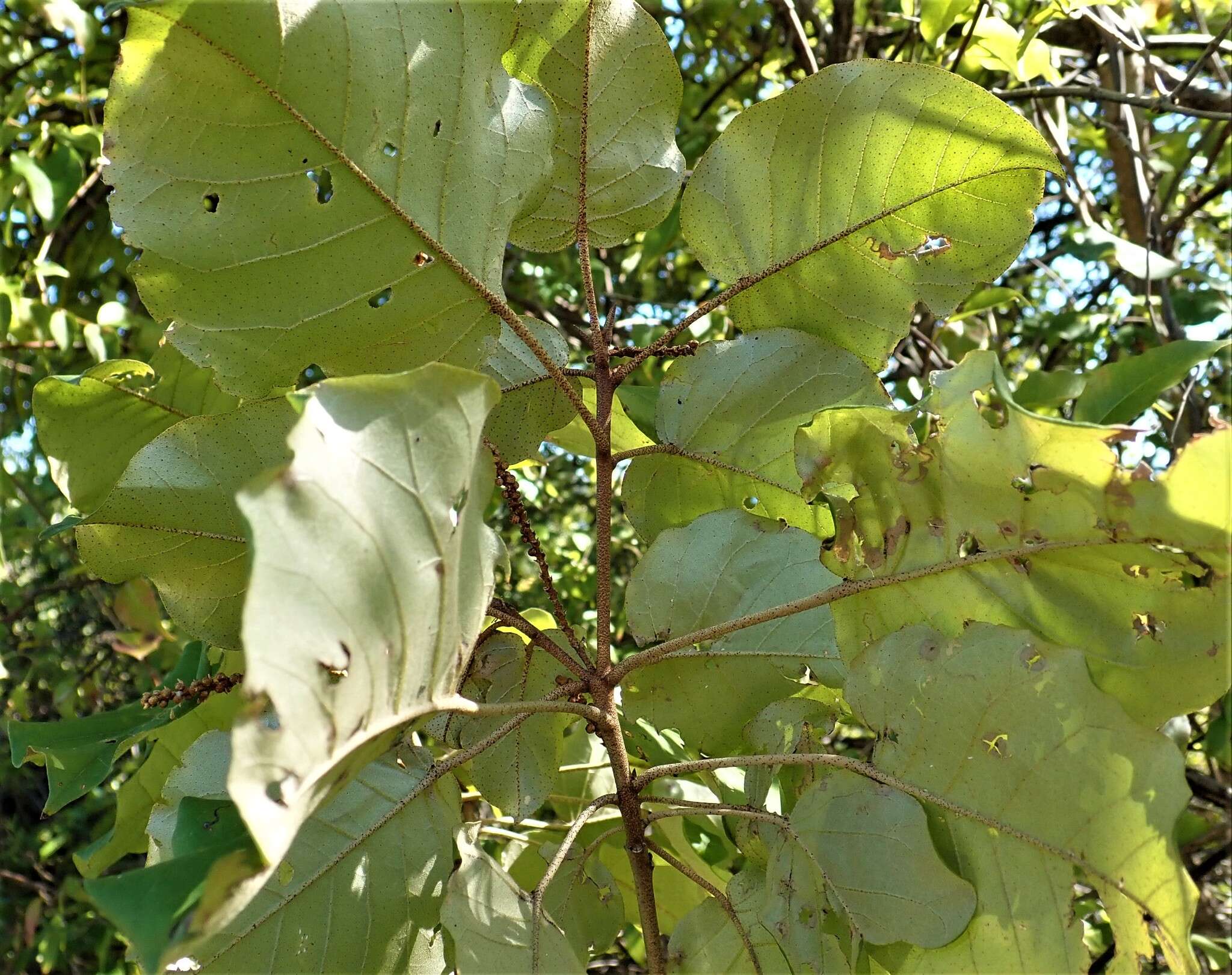 Croton bernieri resmi