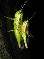 Image of Grasshopper