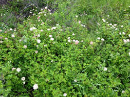 Слика од Physocarpus capitatus (Pursh) Kuntze