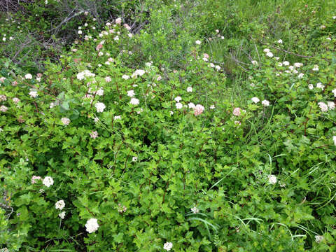 Слика од Physocarpus capitatus (Pursh) Kuntze