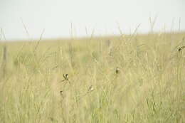 Image of Marsh Seedeater