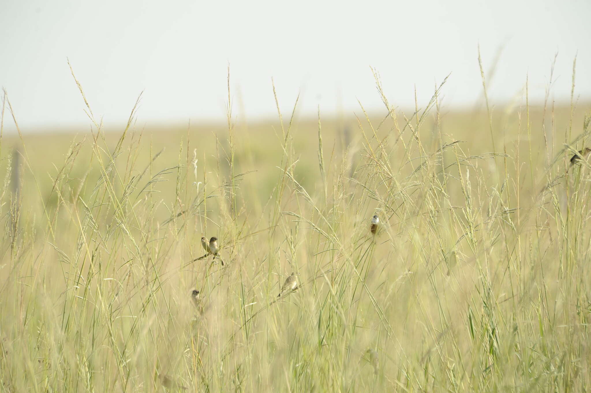 Image of Marsh Seedeater