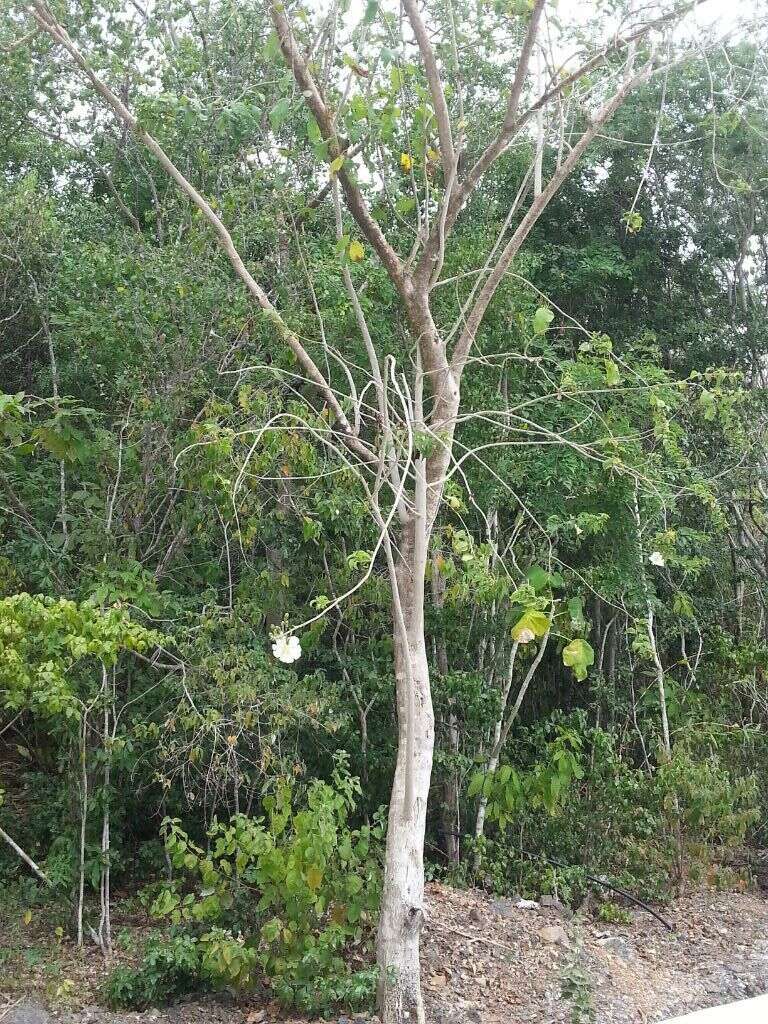 Image of Tree morning glory