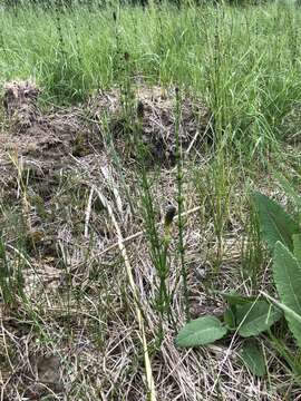 Image of Marsh Horsetail