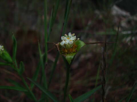 Image of Pimelea cornucopiae M. Vahl