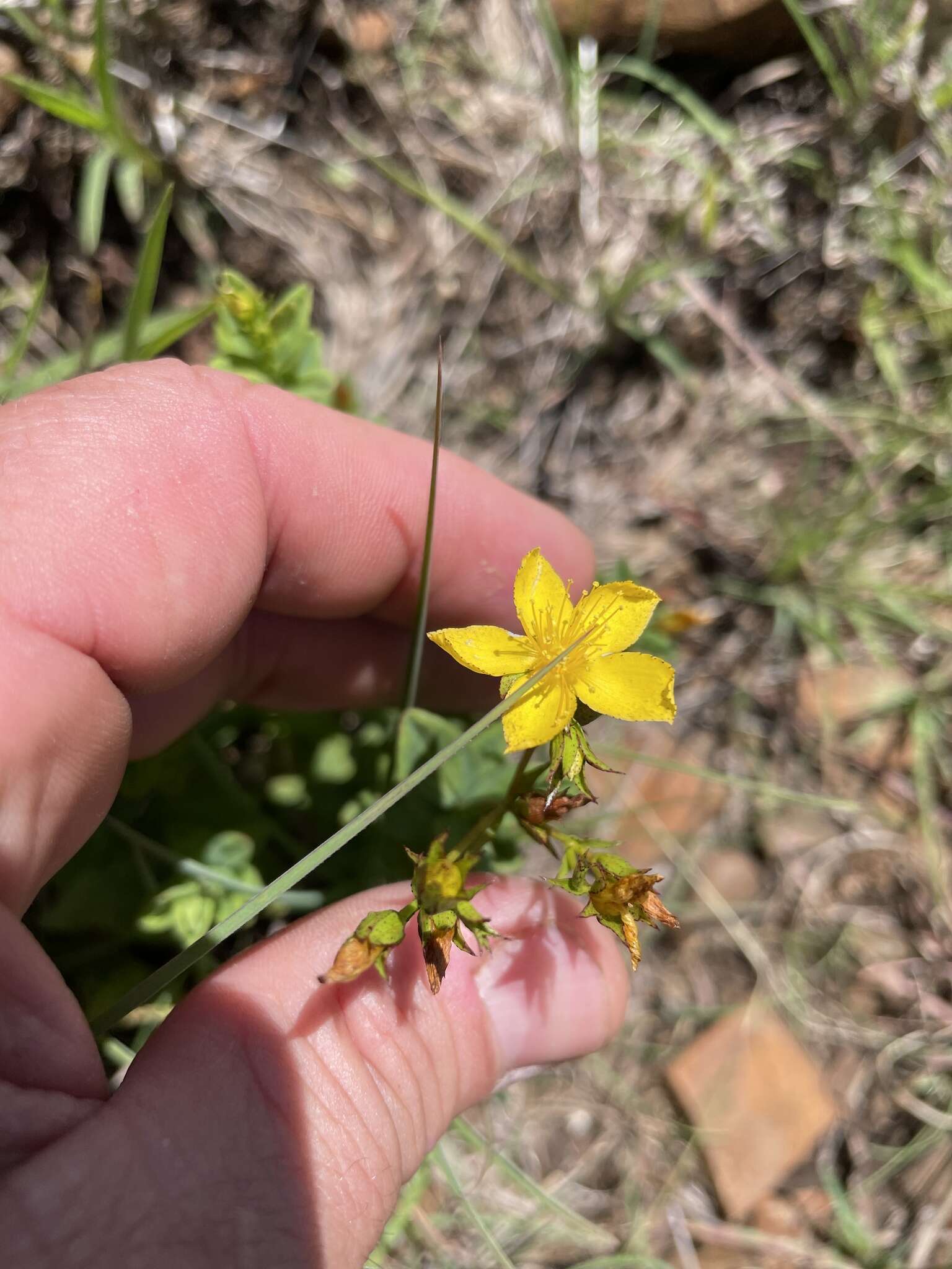 Imagem de Hypericum aethiopicum Thunb.