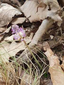 Image of Barnardia numidica (Poir.) Speta