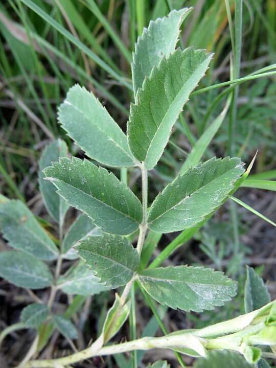 Image of prairie rose