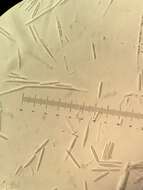Image of Tolypocladium longisegmentatum (Ginns) Quandt, Kepler & Spatafora 2014