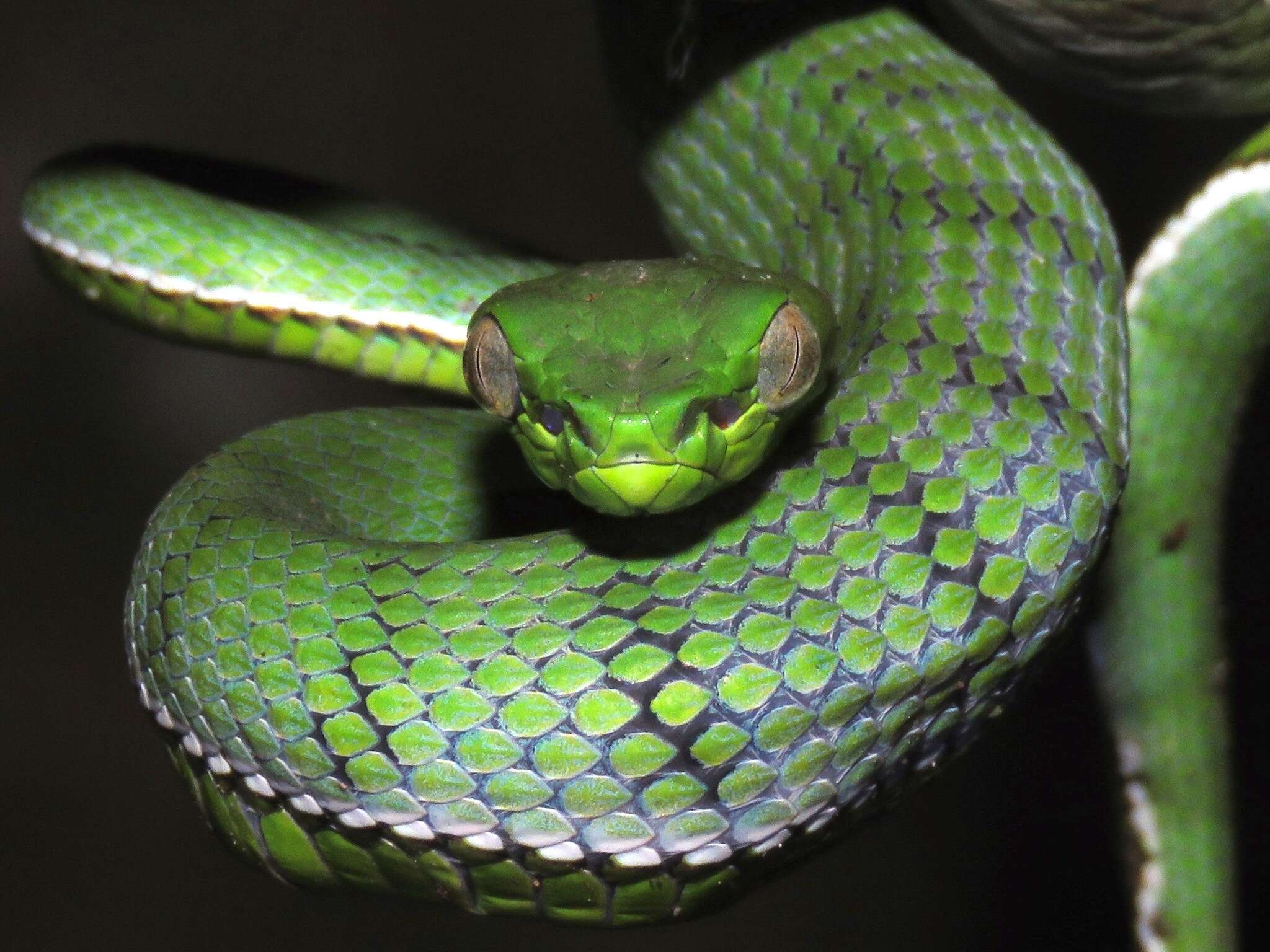 Plancia ëd Trimeresurus sumatranus (Raffles 1822)