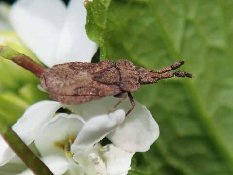 Image of Aradus (Aradus) robustus Uhler 1871