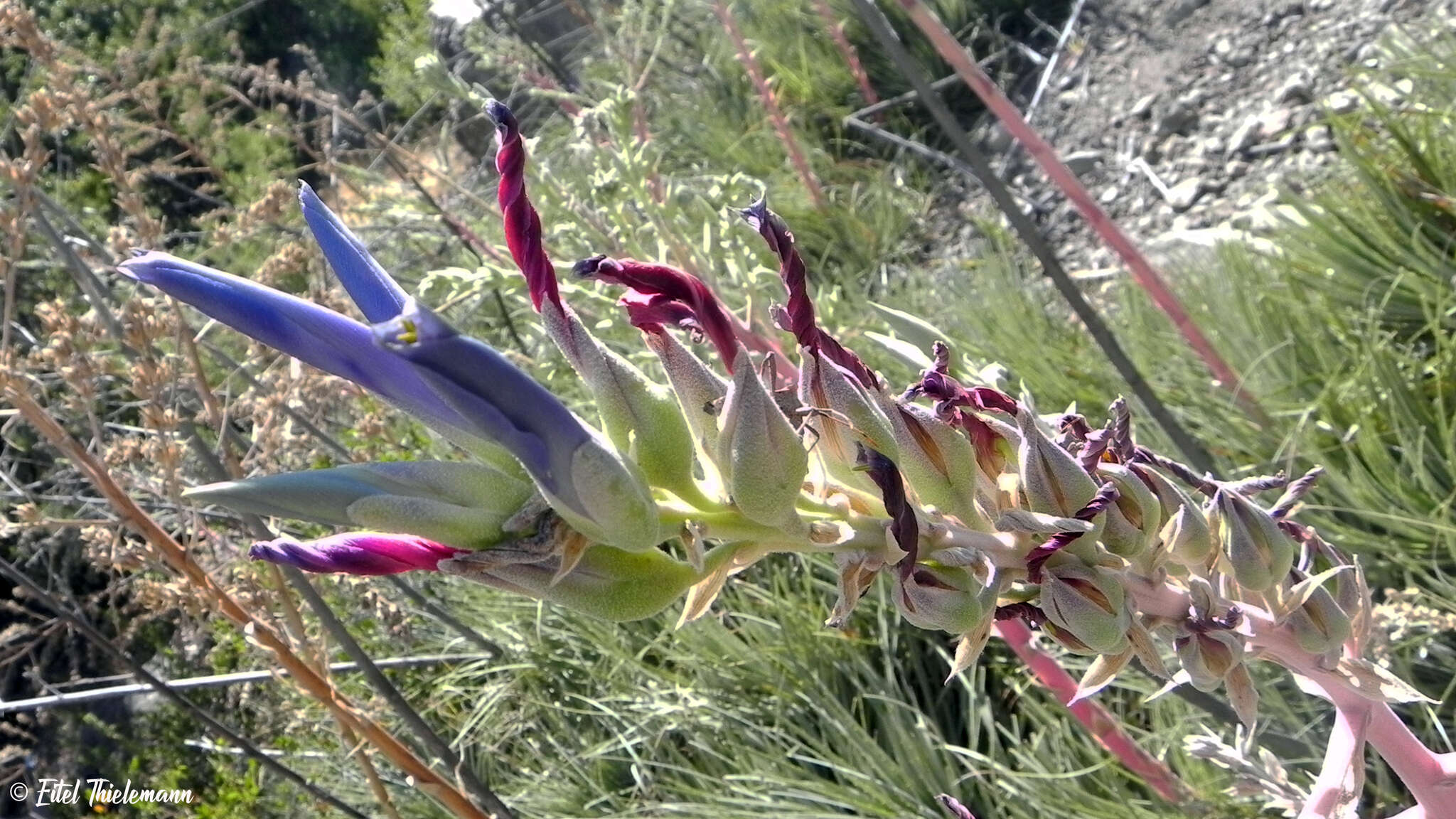 Image of Puya coerulea Lindl.