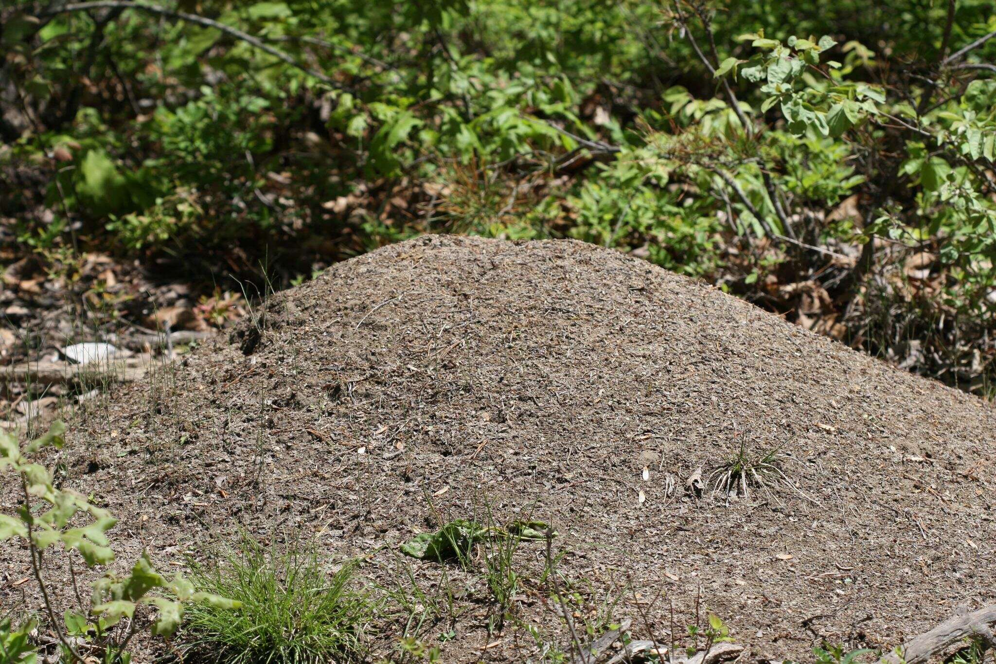 Image of Allegheny Mound Ant