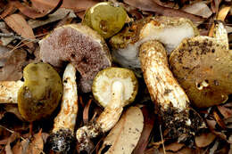 Image of Austroboletus viscidoviridis N. A. Fechner, Bonito, Lebel & Halling 2017