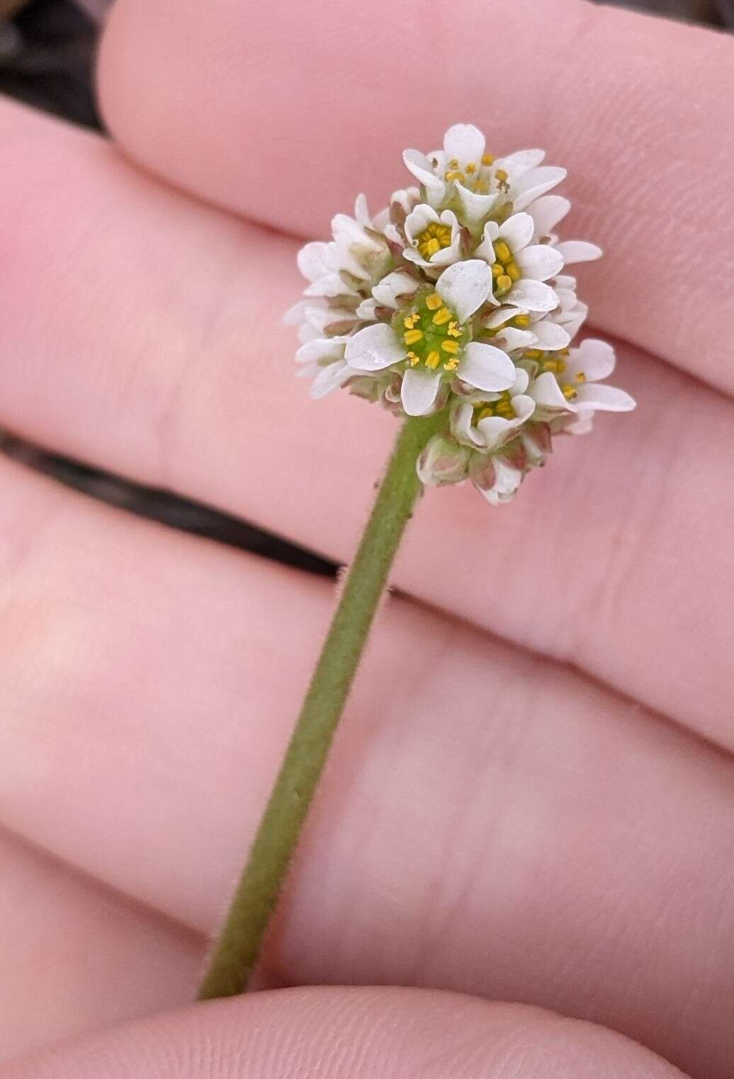 Image of Diamond-Leaf Pseudosaxifrage