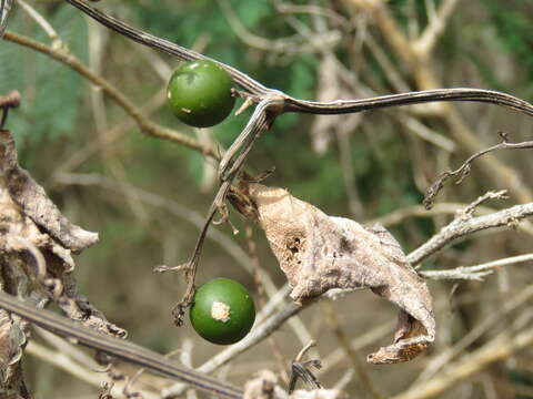 Image of Cayaponia attenuata (Hook. & Arn.) Cogn.