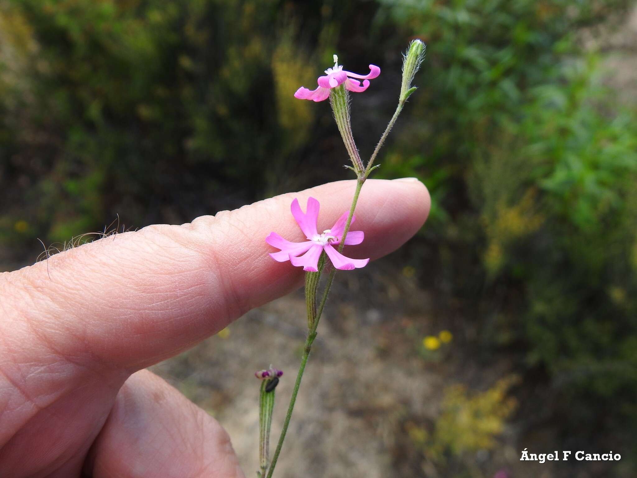 صورة Silene scabriflora Brot.